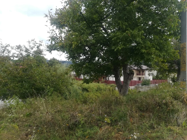 Teren - Barnova