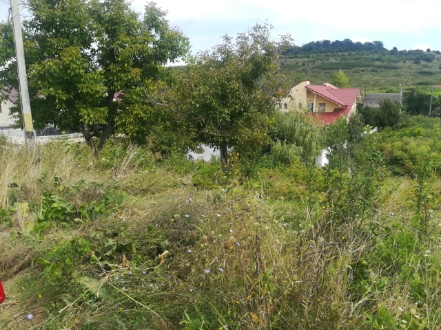 Teren - Barnova