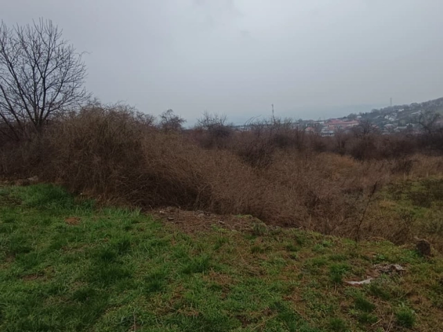 Teren - Tomesti