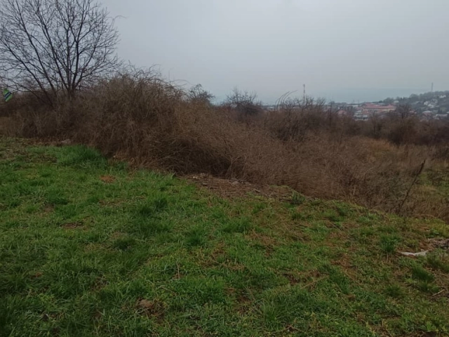 Teren - Tomesti