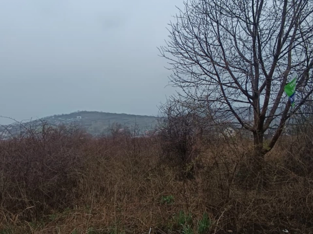 Teren - Tomesti