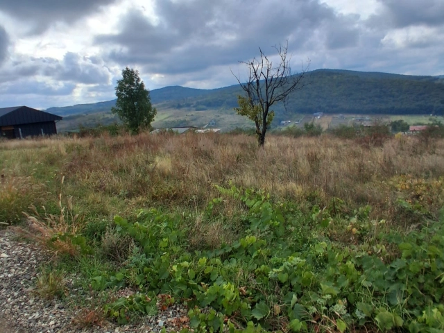 Teren - Tomesti