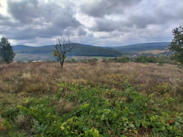 Teren - Tomesti