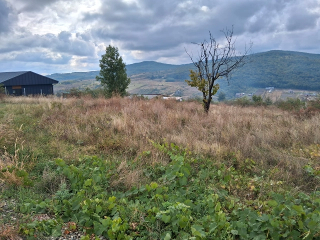 Teren - Tomesti