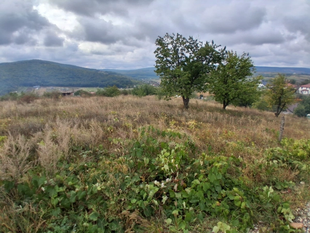 Teren - Tomesti