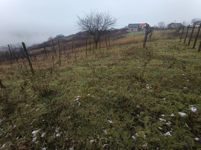 Teren - Vorovesti