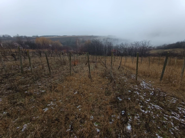 Teren - Vorovesti